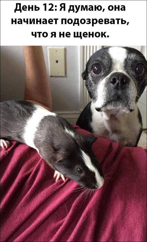 прикольные картинки