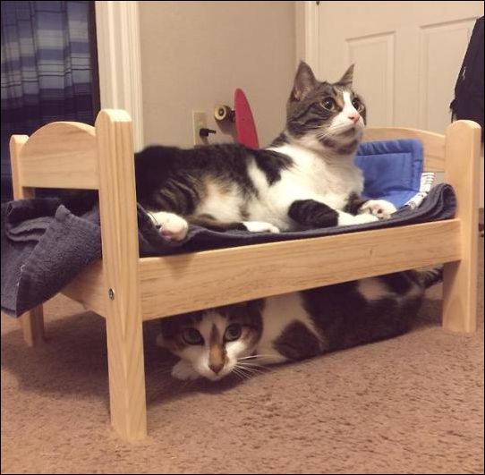 фото приколы