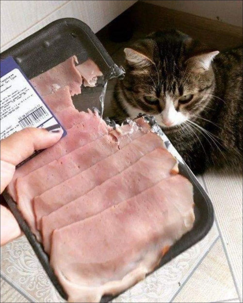 фото приколы