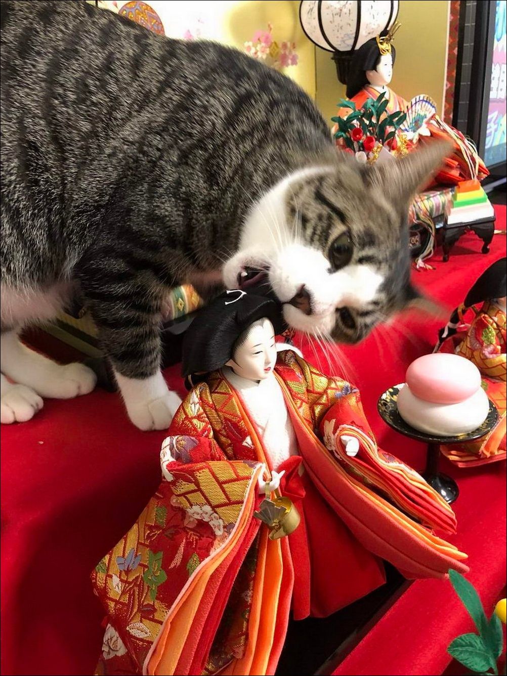 фото приколы