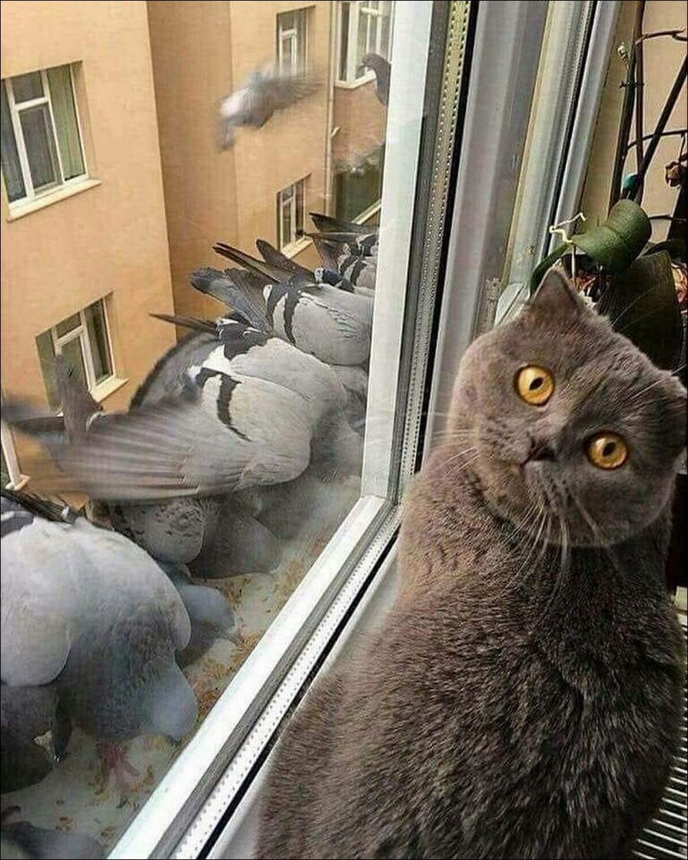 фото приколы