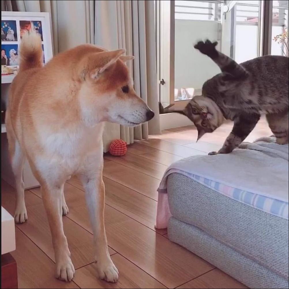 фотоприколы