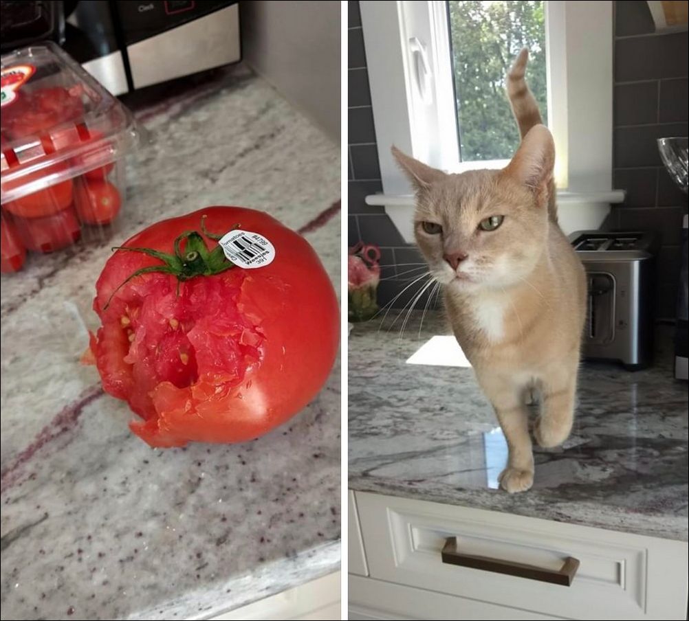 фотоприколы