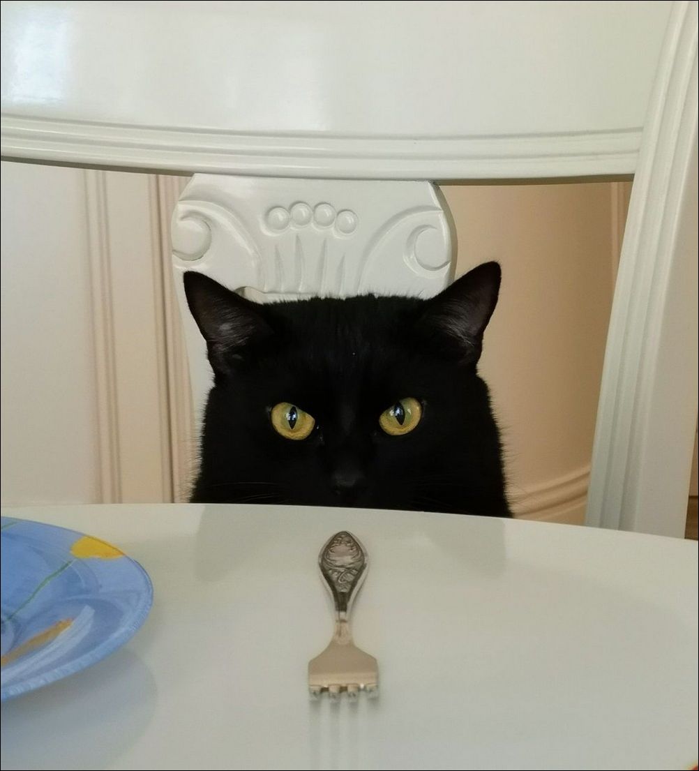 фотоприколы