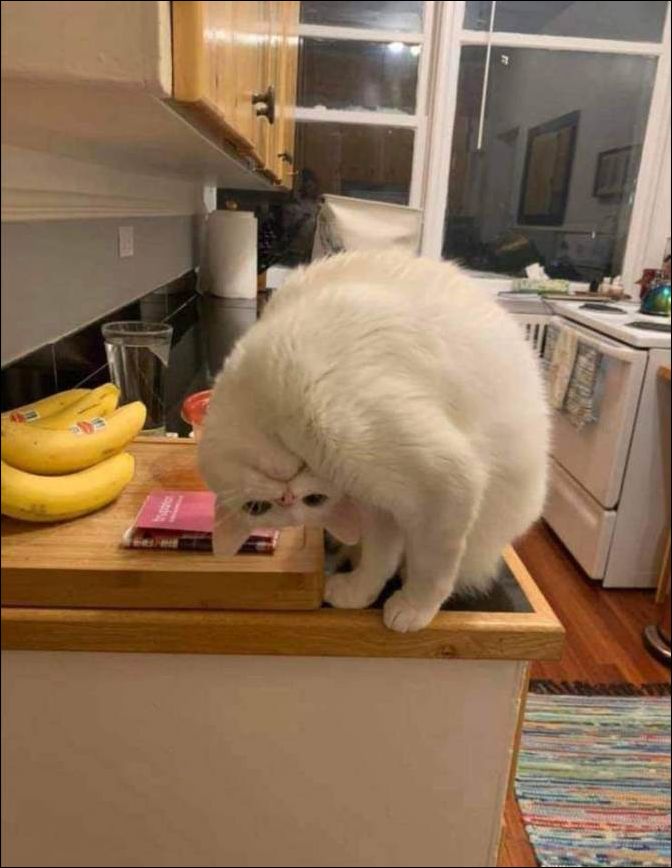 фотоприколы