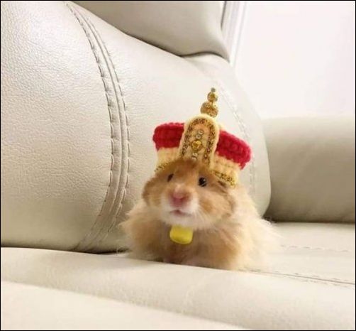 фотоприколы