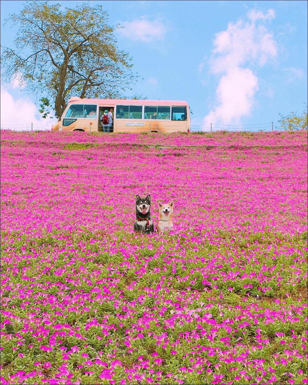 фотоприколы