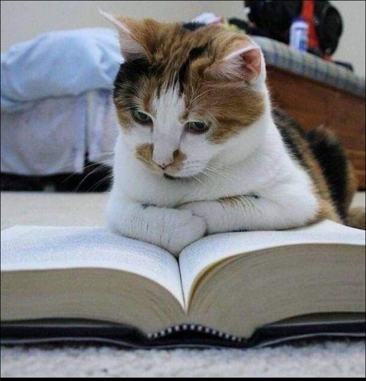 фотоприколы