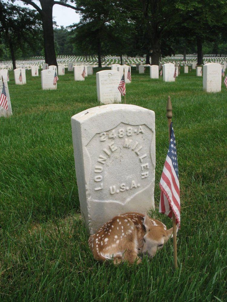 foto-prikol-050609-42