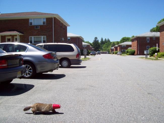 foto-prikol-050609-60