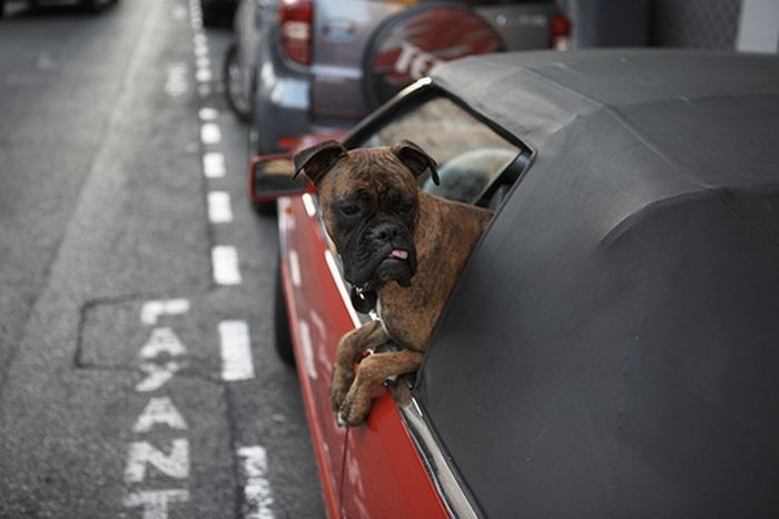dogs-in-a-car-03