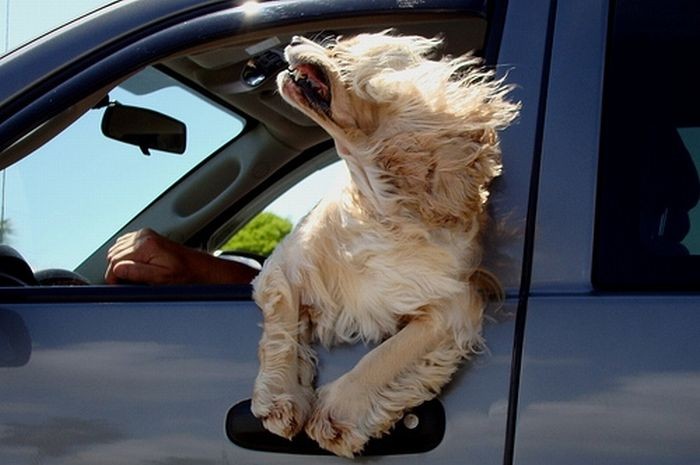 dogs-in-a-car-10
