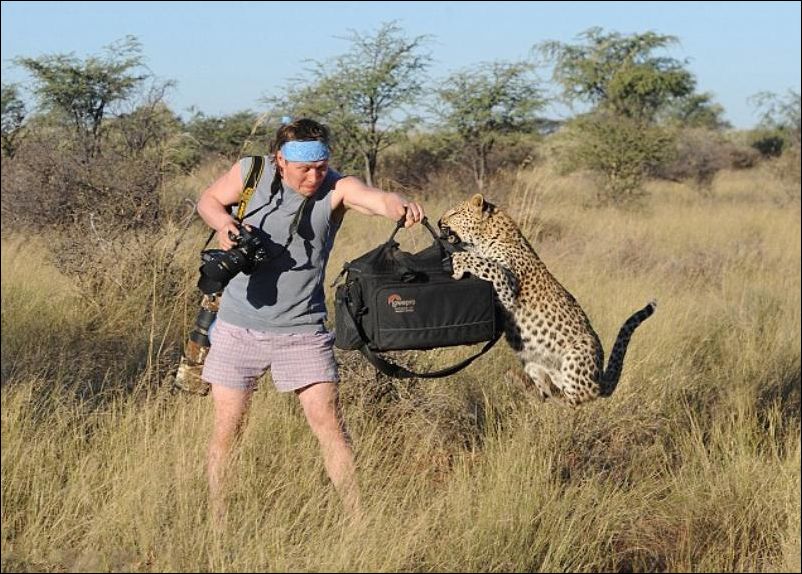 Программа дикой природы. Леопард на охоте. Леопард в Африке охота.