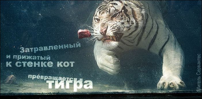 Афоризмы в картинках