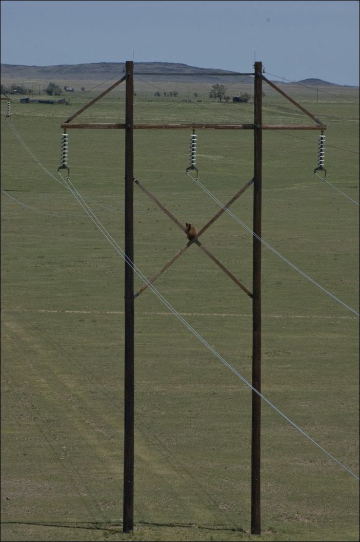 Медведь на опоре ЛЭП