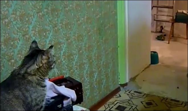 Кот и мобильный телефон