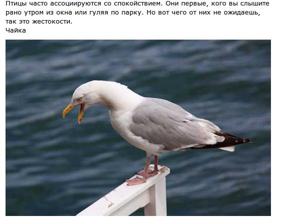 Опасные птицы