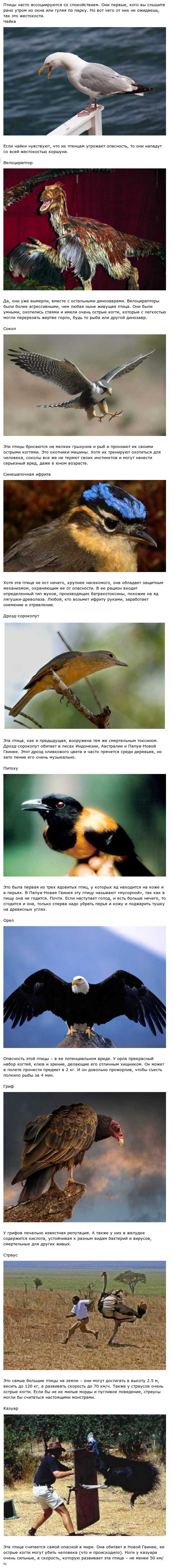 Опасные птицы
