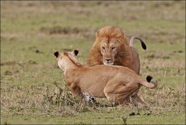 Лев и львица: семейная ссора