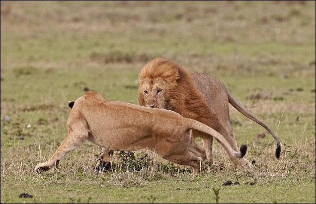 Лев и львица: семейная ссора