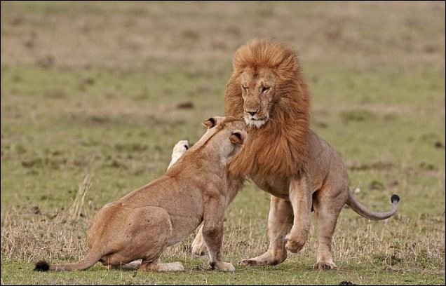 Лев и львица: семейная ссора