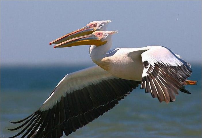 Фотографии, сделанные в нужный момент