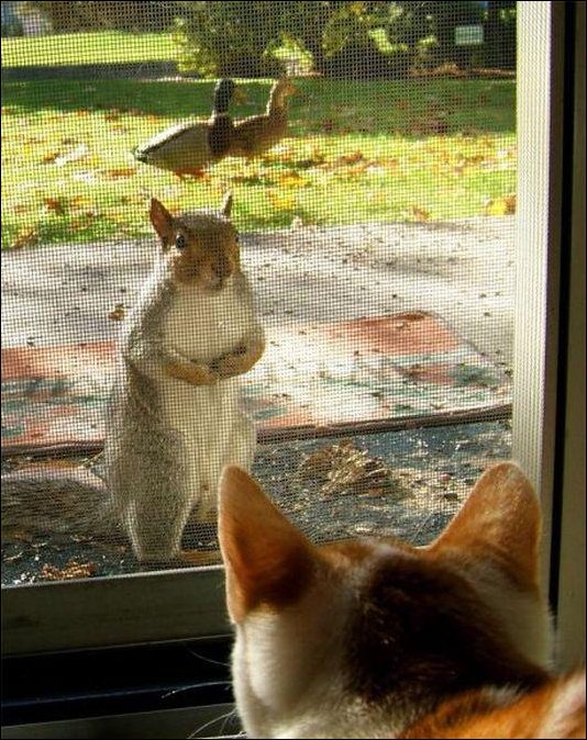 Фотографии, сделанные в нужный момент