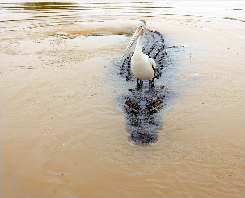 Подборка фотографий, фото приколы