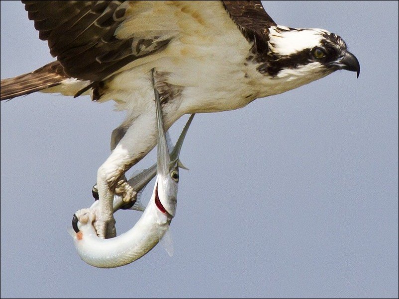 Подборка фотографий, фото приколы