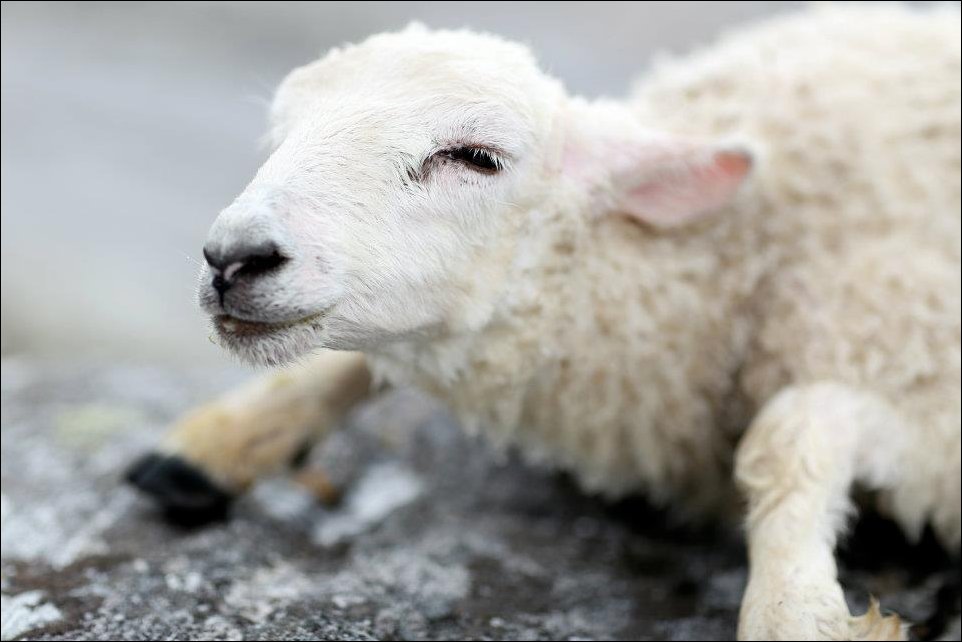 Спасение ягненка