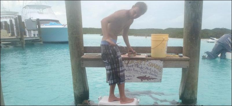 Покорми акул