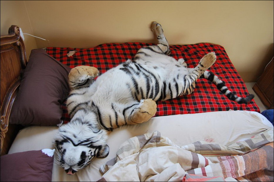 Бенгальский Тигр - домашнее животное