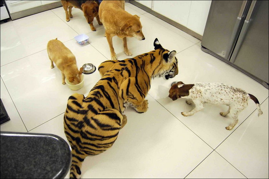 Бенгальский Тигр - домашнее животное
