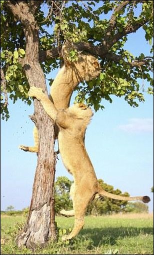 В саванне реально нечего делать