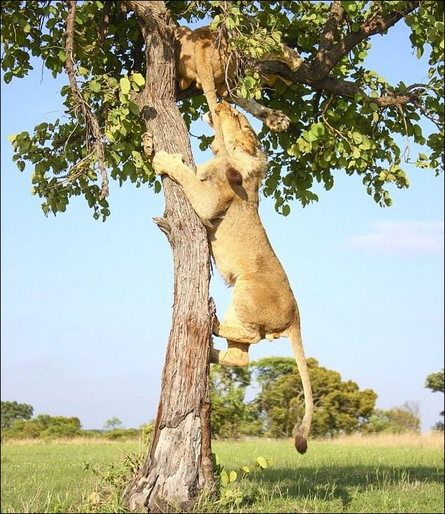 В саванне реально нечего делать
