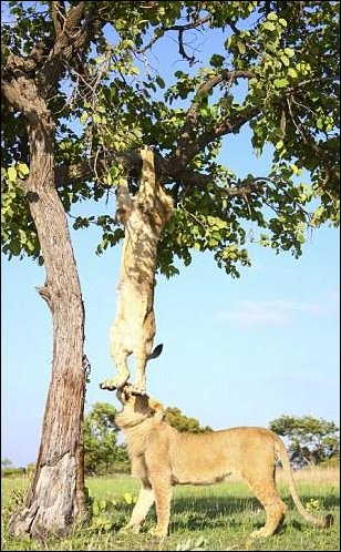 В саванне реально нечего делать