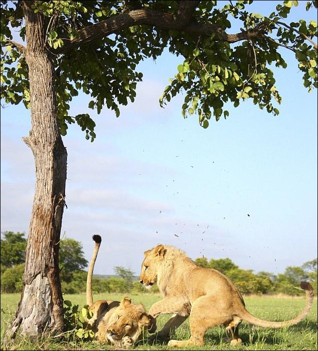 В саванне реально нечего делать