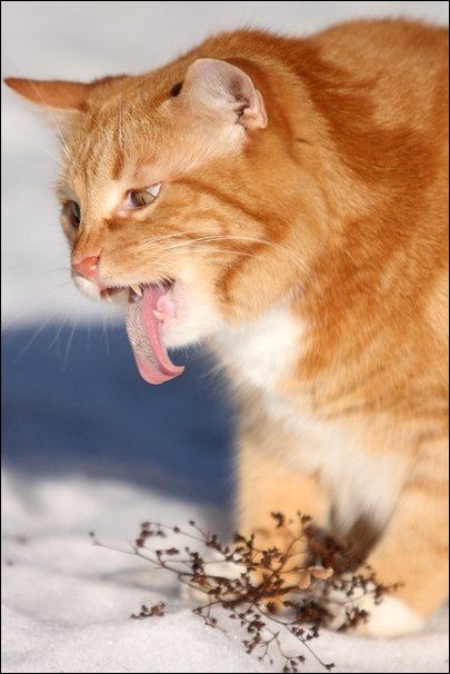 Кот жует травку