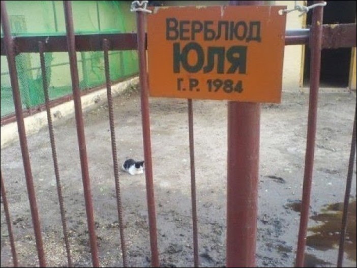 Прикольные надписи и объявления