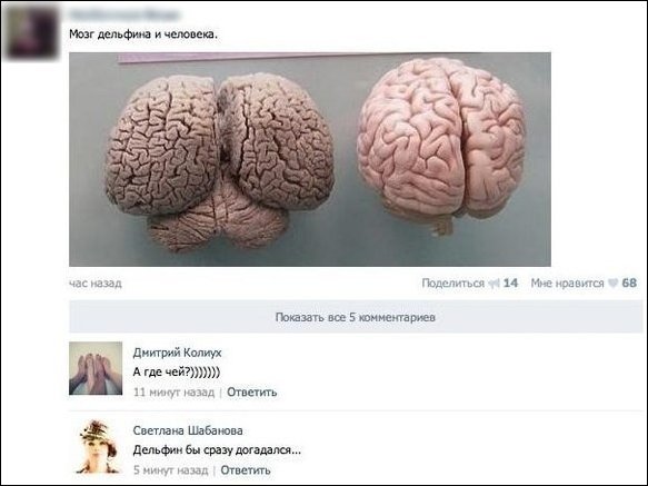 Смешные комментарии из социальных сетей