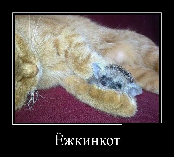 Демотиватор