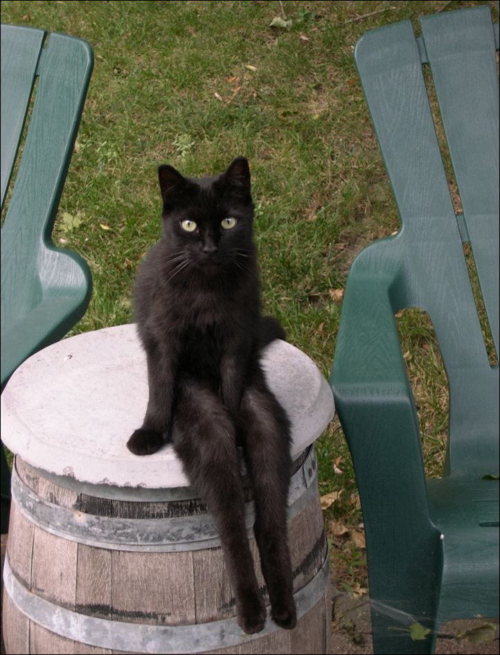 Фото приколы, подборка фотографий