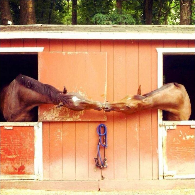 Фотоприколы