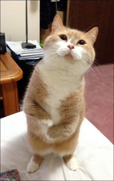 Фотоприколы