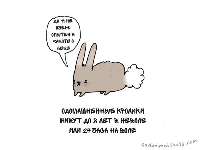 Грустные факты о животных