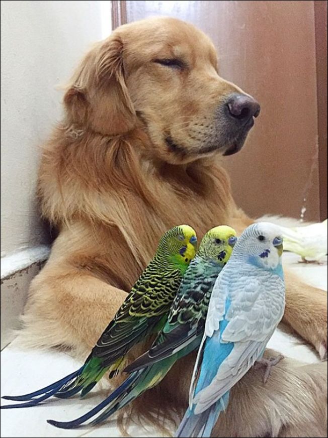 Собака хомяк и попугаи