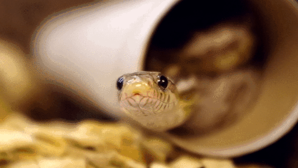 Прикольные гифки