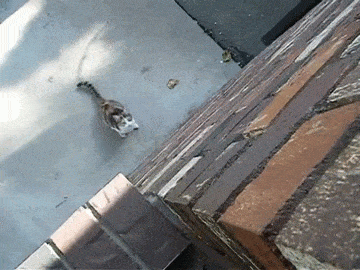 Прикольные гифки