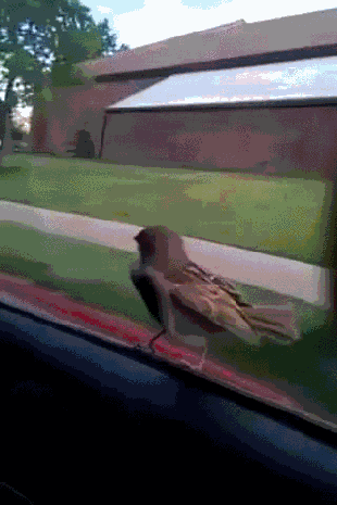 Прикольные гифки