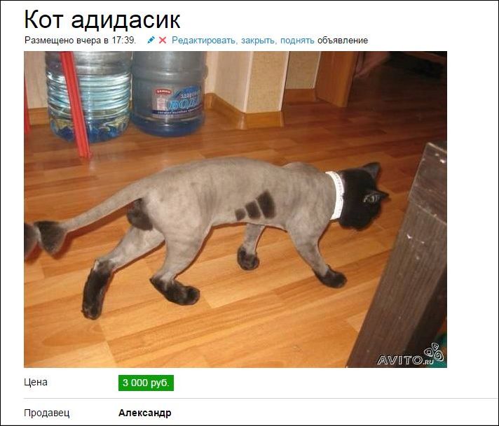 Прикольные надписи и объявления Прикольные надписи и объявления